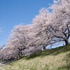 満開の一目千本桜｜宮城県・大河原町