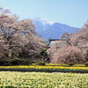 山高神代桜（やまたかじんだいざくら）を撮る