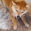 ガムガム大好き、だよ