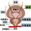   【基礎から学ぶ】排尿機構【解剖生理学】