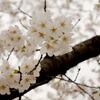 2018 桜パトロールの1