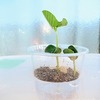 枝豆の水耕栽培 第3回目。今度は液肥に浸すタイミングを少し遅らせてみます