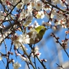 2月の栃谷戸公園に行ってきました