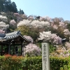 善峯寺の桜（2023）