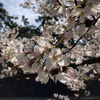  [うつ病日記] 花見と講習会