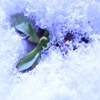 第284歩　大雪です