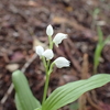 ギンラン (Cephalanthera erecta)