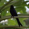 オウチュウ(Black Drongo)とカラスモドキ(Micronesian Starling)