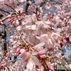 桜満開