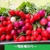 グリーンリーフの苗が出来ました　ひと雨の後は、植え替えの好機