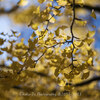 【Z 9 & NIKKOR Z 85mm f/1.2 S・仙台市内】西公園から大町。文化横丁をお写ん歩。November  2023