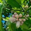 花盛り