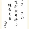 コスモスの 花が取り持つ 縁もある