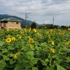 ひまわり🌻とおじさん