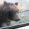 快適すぎる夏の北海道！札幌～登別の２泊３日の旅。その６：登別地獄谷、クマ牧場など（2024年7月の記録）