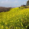 二宮の吾妻山公園で菜の花が見ごろかも