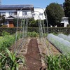 1回目トマト畝撤収です