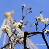 晴れた！公園散策とハクチョウと立山連峰