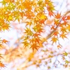 紅葉の山歩きとお茶時間in高尾山