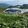 鳥海山ー残雪と花の季節ー