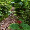 夏至の三辻山遊山　青葉