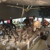 【古生物スポット】大阪市立自然史博物館(Osaka Museum of Natural History)