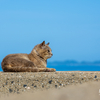 玄海諸島のねこさん