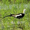 渡り鳥の中継地・対馬、珍鳥を追う愛鳥家たち（長崎県）