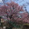 駅からウォーク　蜂須賀桜を見て歩き