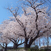 きのうの麦野公園の桜（2012.4.1）