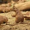再び那須動物王国③