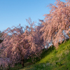 枝垂れ桜 満開！