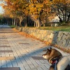 柴犬花の秋の北大散歩