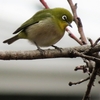 令和５年２月初日目撃の野鳥（メジロ、シロハラ、モズ、ジョウビタキ＆ツグミ）に！(^-^)