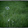 キレイな花とその先に見えたのは…