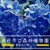 紫陽花散策、ハイキング、田舎の夏「神戸市立森林植物園」