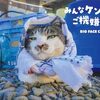 BS-TBS「ねこ自慢」で北海道の「ボス猫ケンジ」が紹介される