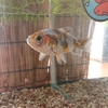 金魚のエサに最低量はあるのか