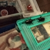 カブトムシ 貰って帰る&#65281;