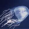 ハブクラゲに注意