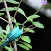 ズグロミツドリ(Green Honeycreeper)