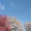 日本一の早咲きといわれる熱海のあたみ桜 ２０２２年 開花状況 見頃に？