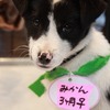 ＜Thanks!2012.01＞No.302 みかん（雑種 ♀ 生後3ヶ月)