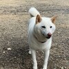 老犬ホームあん｜お泊りチャコ^^