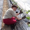 ナスの植え付けが終わり、あとは支柱で固定するだけとなりました。