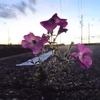 浜ちゃんの散歩道（４４）　夕暮れの田園とたくましい道端の花　