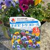 「もったいない」と「おせっかい」でビオラの復活大作戦