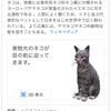 お家や職場でネコ、イヌ、サメを召喚！？GoogleのAR機能が面白い