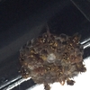 浜松市北区で壁面に出来た蜂の巣を駆除してきました！