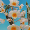 Dendrobium farmerii 'Yamato' AM/JOS   OG
